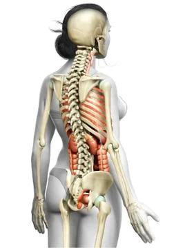 3d rendered medically accurate illustration of female  Internal organs and sk Stock Illustration