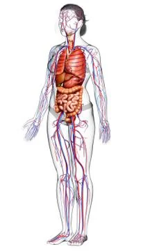 3d rendered medically accurate illustration of female Internal organs and cir Stock Illustration
