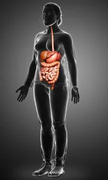 3d rendered medically accurate illustration of female Digestive System. Stock Illustration