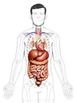 3d rendered medically accurate illustration of male Digestive System. 스톡 일러스트