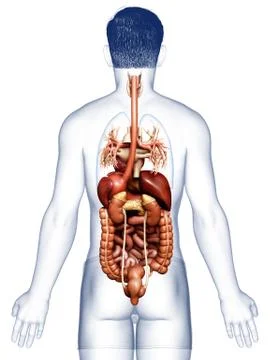 3d rendered medically accurate illustration of male Digestive System. イラスト素材