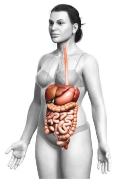 3d rendered medically accurate illustration of female Digestive System. 库存插图