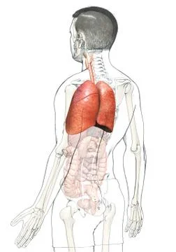 3d rendered, medically accurate illustration of a male lung anatomy Stock Illustration