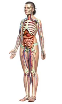 3d rendered medically accurate illustration of female Internal organs, skelet Stock Illustration
