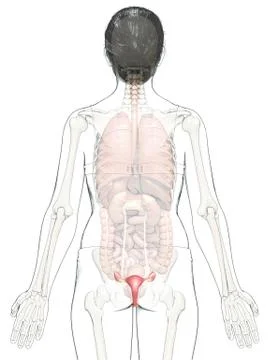 3d rendered medically accurate illustration of female uterus anatomy Stock Illustration