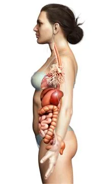 3d rendered medically accurate illustration of Female Digestive System  and h Stock Illustration