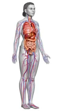 3d rendered medically accurate illustration of female Internal organs and cir Stock Illustration