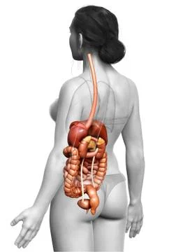 3d rendered medically accurate illustration of female Digestive System. Illustrazione stock