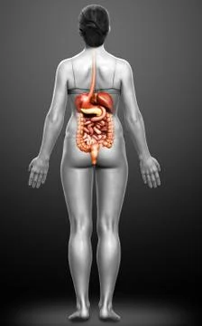 3d rendered medically accurate illustration of female Digestive System. Stock Illustration