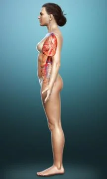 3d rendered, medically accurate illustration of a female lung anatomy Stock Illustration