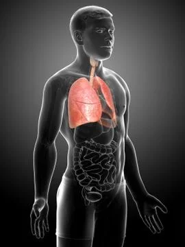 3d rendered, medically accurate illustration of a male lung anatomy Stock Illustration