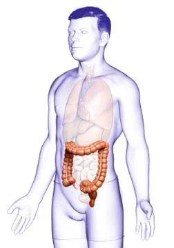 3d rendered, medically accurate illustration of male  large intestine anatomy Stock Illustration