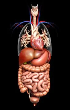 3d rendered medically accurate illustration of  Digestive System  and heart Stock Illustration