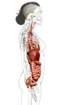 3d rendered medically accurate illustration of Female Digestive System  and h Stock Illustration