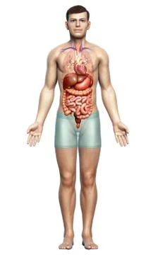 3d rendered medically accurate illustration of male Digestive System  and hea 스톡 일러스트