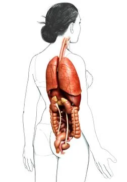 3d rendered medically accurate illustration of female Internal organs Stock Illustration