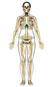 3d rendered medically accurate illustration ofa female nervous system and ske Stock Illustration