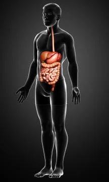 3d rendered medically accurate illustration of male Digestive System. Stock Illustration