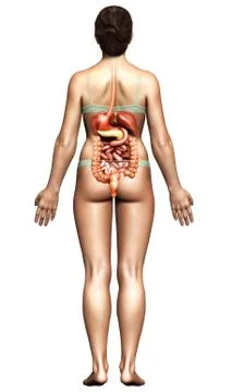3d rendered medically accurate illustration of female Digestive System. Stock Illustration