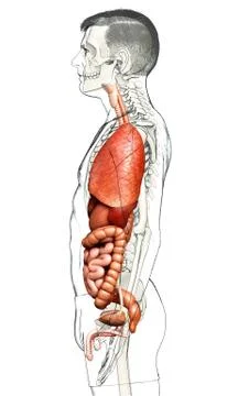 3d rendered medically accurate illustration of male Digestive System. 스톡 일러스트