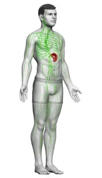 3d rendered medically accurate illustration of a male lymphatic system Stock Illustration