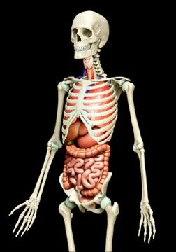 3d rendered medically accurate illustration of Internal organs and skeleton s Stock Illustration