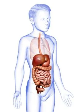 3d rendered medically accurate illustration of young boy Digestive System. 스톡 일러스트
