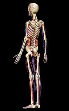 3d rendered medically accurate illustration of Internal organs, skeleton and  Stock Illustration