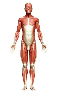 3d rendered medically accurate illustration of a male muscle system Stock Illustration