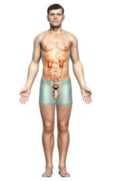 3d rendered, medically accurate illustration of the kidneys Stock Illustration