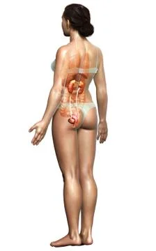3d rendered, medically accurate illustration of female   kidneys Stock Illustration