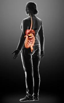 3d rendered medically accurate illustration of female Digestive System. Stock Illustration
