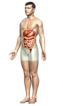 3d rendered medically accurate illustration of male Digestive System. Stock Illustration