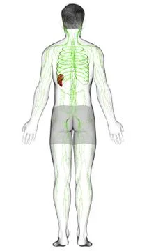 3d rendered medically accurate illustration of a male lymphatic system Stock Illustration