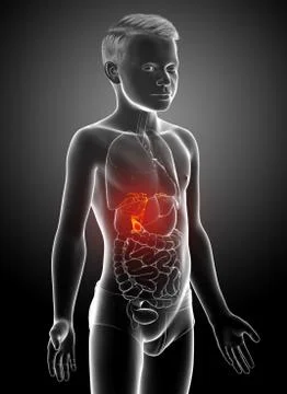 3d rendered medically accurate illustration of boy Organs Gallbladder Anatomy Stock Illustration