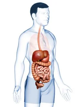 3d rendered medically accurate illustration of male Digestive System. Stock Illustration
