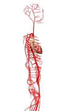 3d rendered medically accurate illustration of  arteries Stock Illustration