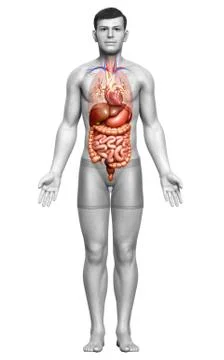 3d rendered medically accurate illustration of male Digestive System  and hea イラスト素材