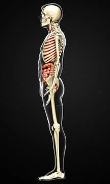 3d rendered medically accurate illustration of male  Internal organs and skel Stock Illustration
