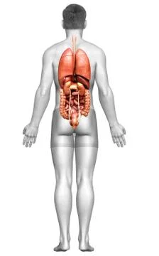 3d rendered medically accurate illustration of male  Internal organs Stock Illustration