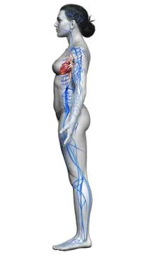 3d rendered medically accurate illustration of a female Veins anatomy Stock Illustration