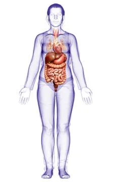3d rendered medically accurate illustration of female Digestive System. 스톡 일러스트