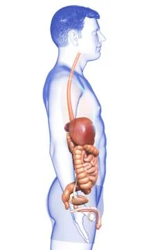 3d rendered medically accurate illustration of male Digestive System. Illustrazione stock