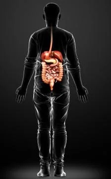 3d rendered medically accurate illustration of male Digestive System. 스톡 일러스트
