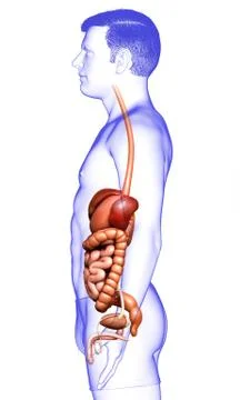 3d rendered medically accurate illustration of male Digestive System. Stock Illustration