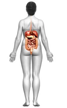 3d rendered medically accurate illustration of female Digestive System. 库存插图