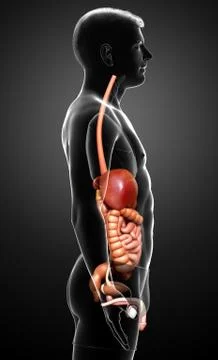 3d rendered medically accurate illustration of male Digestive System. Stock Illustration
