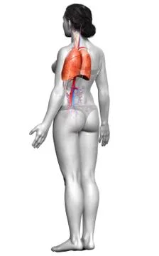 3d rendered, medically accurate illustration of a female lung anatomy Stock Illustration
