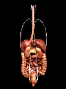 3d rendered medically accurate illustration of  Digestive System Stock Illustration
