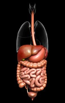 3d rendered medically accurate illustration of  Digestive System 스톡 일러스트